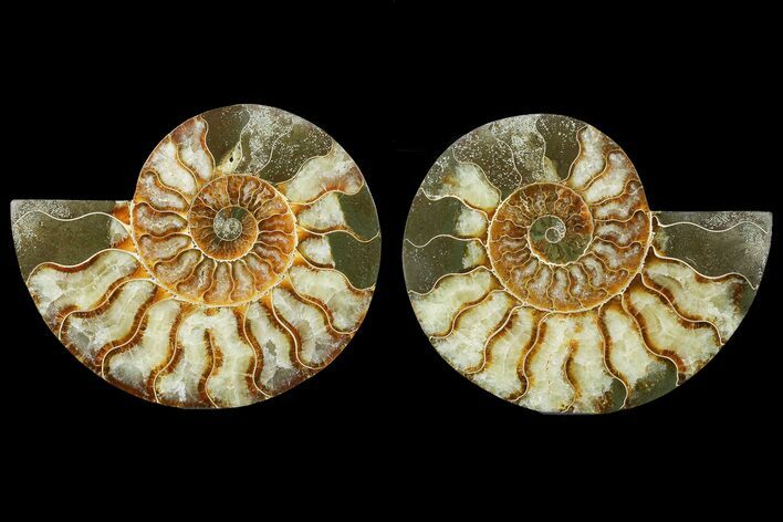 Cut & Polished, Agatized Ammonite Fossil - Madagascar #183221